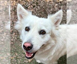 - Mix Dogs for adoption in Hoffman Estates, IL, USA