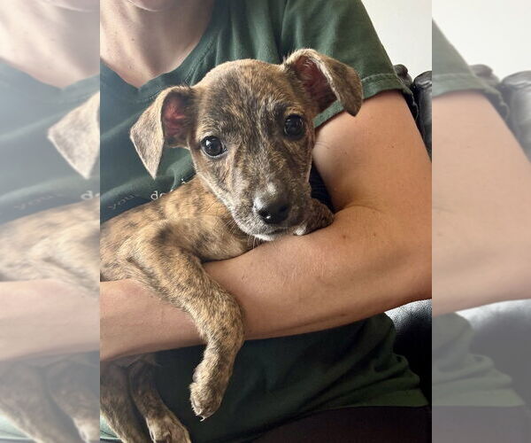 Medium Photo #14 Mutt Puppy For Sale in Brewster, NY, USA