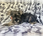 Small #1 Schnauzer (Miniature)