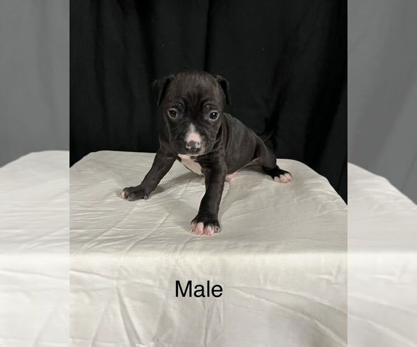 Medium Photo #1 American Pit Bull Terrier-American Staffordshire Terrier Mix Puppy For Sale in Brewster, NY, USA