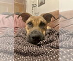 Small #17 American Pit Bull Terrier-Labrador Retriever Mix