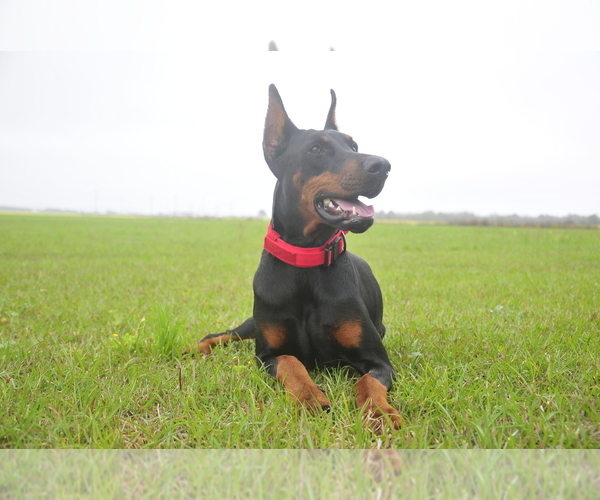 Medium Photo #11 Doberman Pinscher Puppy For Sale in FORT LAUDERDALE, FL, USA