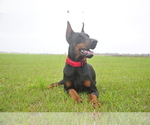 Small #10 Doberman Pinscher