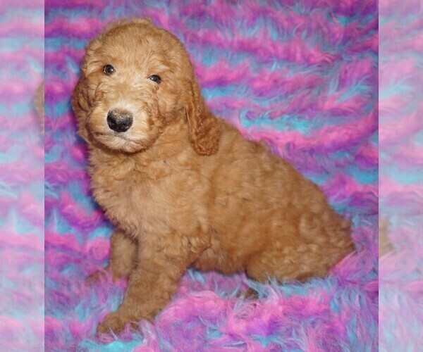 Medium Photo #2 Labradoodle Puppy For Sale in LA HABRA, CA, USA