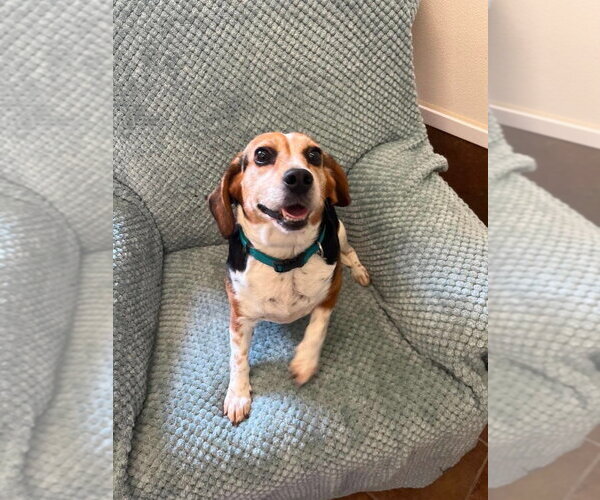 Medium Photo #3 Beagle Puppy For Sale in Osgood, IN, USA