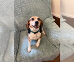 Small #2 Beagle