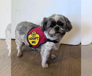 Shih Tzu Dogs for adoption in Monterey, VA, USA