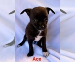 Small Photo #4 Chihuahua Puppy For Sale in FAIR HAVEN, MI, USA
