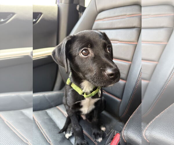 Medium Photo #2 Chihuahua-Unknown Mix Puppy For Sale in Virginia Beach, VA, USA