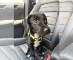 Small #1 Chihuahua Mix