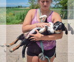 Small #3 Australian Shepherd Mix