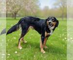 Small #8 Border Collie Mix