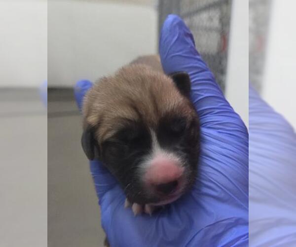 Medium Photo #1 German Shepherd Dog Puppy For Sale in HESPERIA, CA, USA