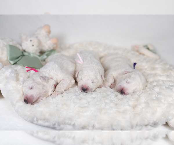 Medium Photo #16 Great Pyrenees Puppy For Sale in CONWAY, MO, USA