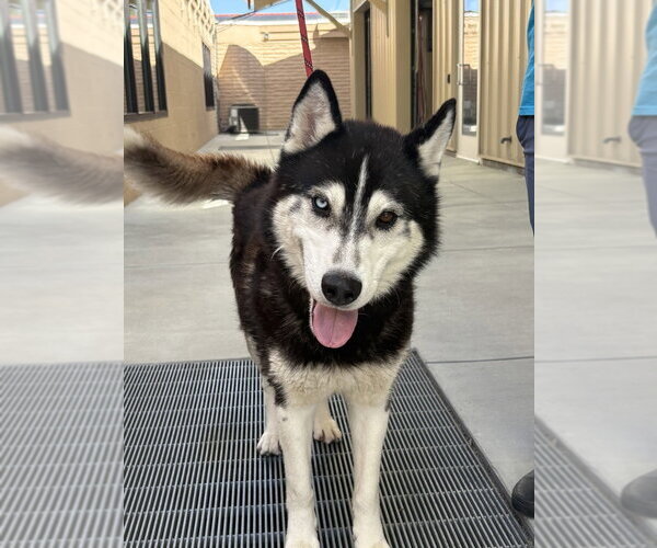 Medium Photo #2 Siberian Husky Puppy For Sale in Salinas, CA, USA