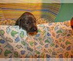 Small Photo #24 Weimaraner Puppy For Sale in LAS ANIMAS, CO, USA