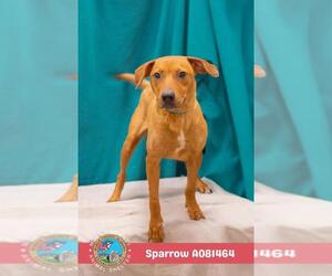 Black Mouth Cur-Unknown Mix Dogs for adoption in Mobile, AL, USA
