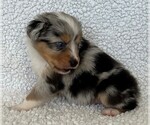 Small Photo #14 Miniature Australian Shepherd Puppy For Sale in ARDMORE, OK, USA