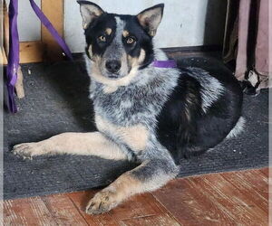 Border Collie-Unknown Mix Dogs for adoption in Red Lodge, MT, USA