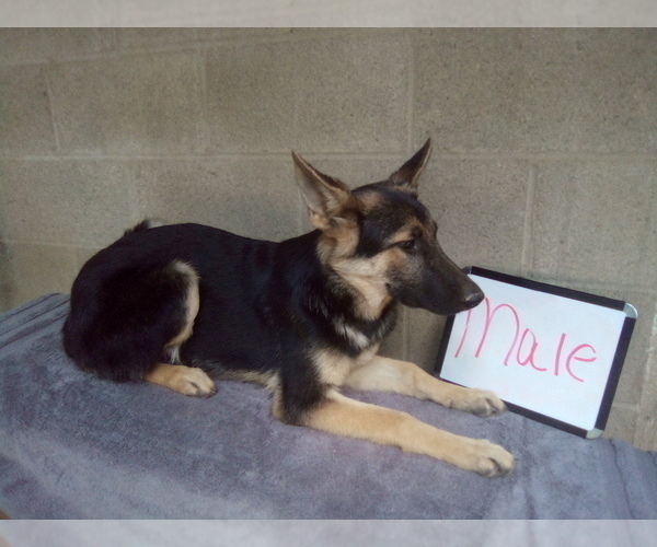 Medium Photo #8 German Shepherd Dog Puppy For Sale in LOGAN, OH, USA
