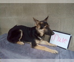 Small Photo #8 German Shepherd Dog Puppy For Sale in LOGAN, OH, USA