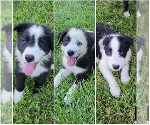 Border Collie Puppy for sale in BLAKESBURG, IA, USA
