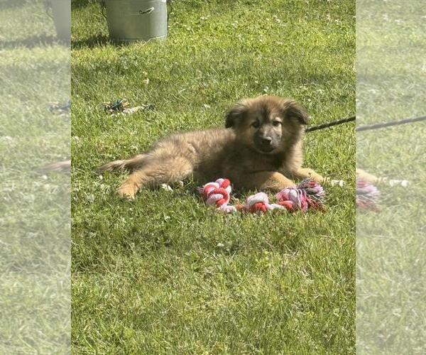 Medium Photo #4 German Shepherd Dog-Great Pyrenees Mix Puppy For Sale in Yardley, PA, USA