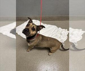 American Staffordshire Terrier-Unknown Mix Dogs for adoption in Las Vegas, NV, USA