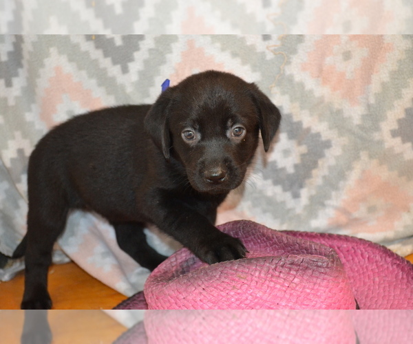 Medium Photo #3 Labrador Retriever Puppy For Sale in GREENWOOD, WI, USA