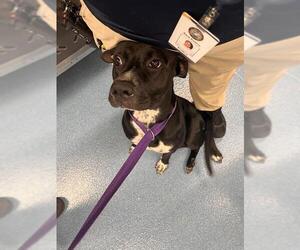 American Pit Bull Terrier Dogs for adoption in Pearland, TX, USA