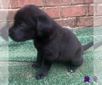 Image preview for Ad Listing. Nickname: Purple collar