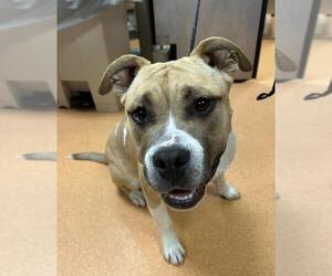 American Pit Bull Terrier Dogs for adoption in Martinez, CA, USA