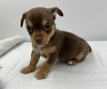 Small Photo #12 Chorkie Puppy For Sale in SAINT AUGUSTINE, FL, USA