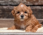 Small Photo #57 Cavapoo (Miniature) Puppy For Sale in GOSHEN, IN, USA