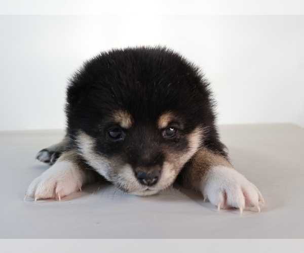 Medium Photo #28 Shiba Inu Puppy For Sale in WINTER PARK, FL, USA