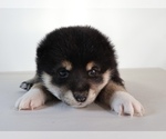 Small #2 Shiba Inu