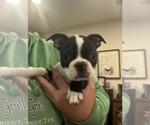 Medium Photo #2 Boston Terrier Puppy For Sale in FREDONIA, KS, USA