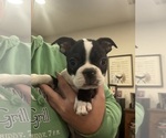 Small #1 Boston Terrier