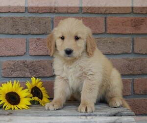 Golden Retriever Puppy for sale in FREDERICKSBG, OH, USA