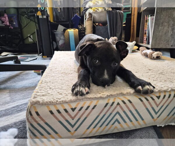 Medium Photo #7 Labrador Retriever-Unknown Mix Puppy For Sale in Springdale, PA, USA