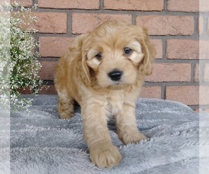 Labradoodle-Poodle (Miniature) Mix Puppy for sale in FREDERICKSBG, OH, USA