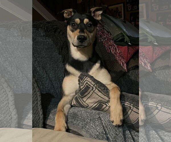 Medium Photo #4 Mutt Puppy For Sale in Germantown, OH, USA
