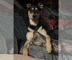 Small #3 Mutt
