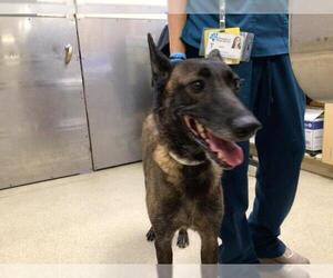 Mutt Dogs for adoption in Riverside, CA, USA