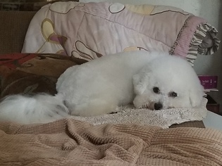 Father of the Bichon Frise puppies born on 10/01/2018
