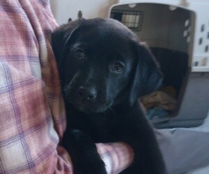 Labrador Retriever Puppy for sale in STEVENSVILLE, MT, USA