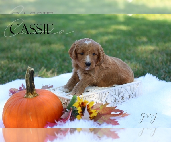 Medium Photo #1 Goldendoodle (Miniature) Puppy For Sale in PARIS, MI, USA