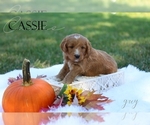 Puppy Cassie Goldendoodle (Miniature)