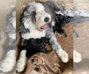 Mother of the Sheepadoodle puppies born on 05/23/2021