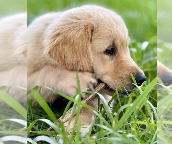 Medium Photo #30 English Cream Golden Retriever Puppy For Sale in DAWSONVILLE, GA, USA